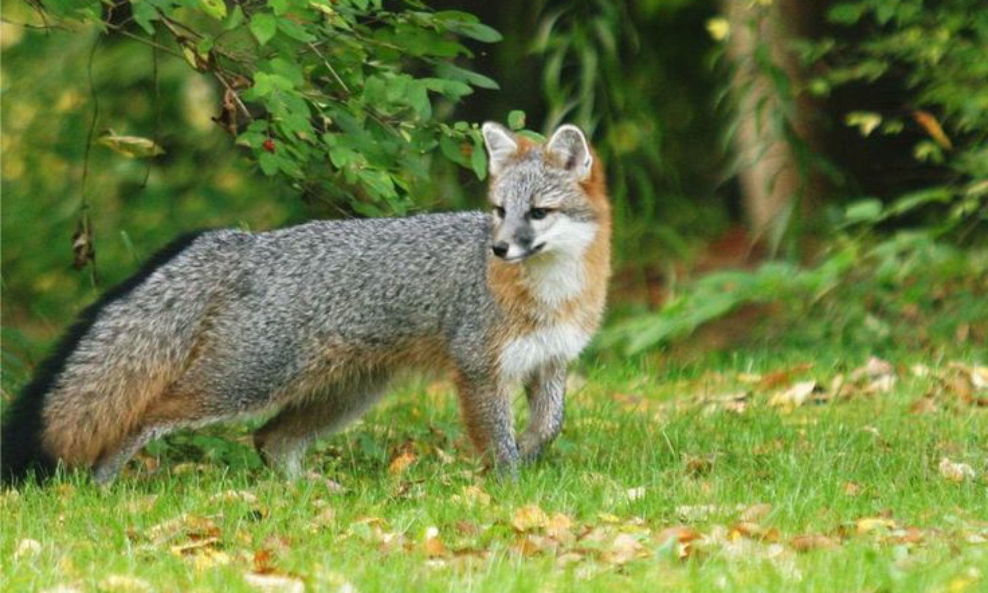 Rules | Rough Country Big Gray Fox Hunt